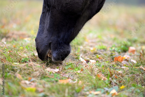 Fototapeta Naklejka Na Ścianę i Meble -  eating horse, Detail of a black horse grasing