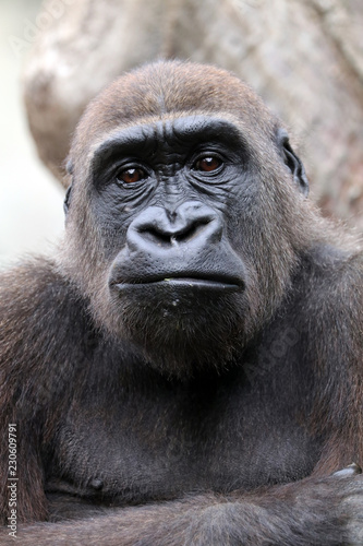 Young male gorilla © Edwin Butter