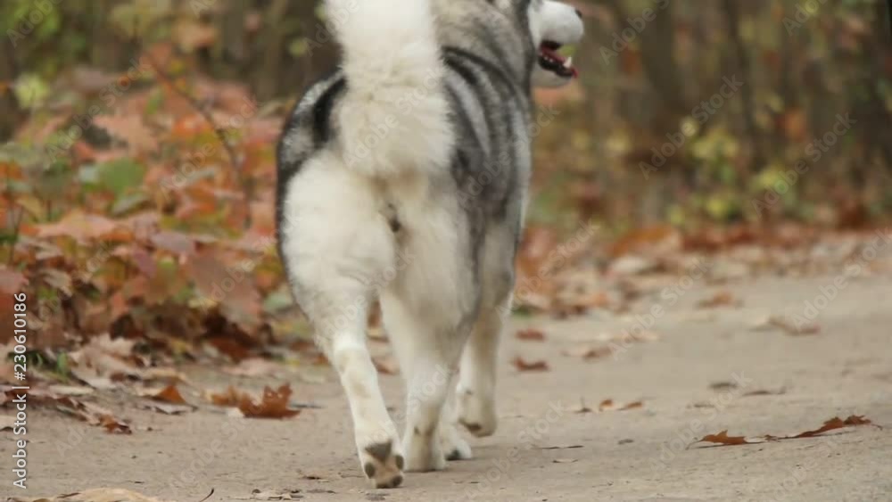 Malamute on a walk through the autumn forest, slow motion Malamute on a walk through the autumn forest, slow motion