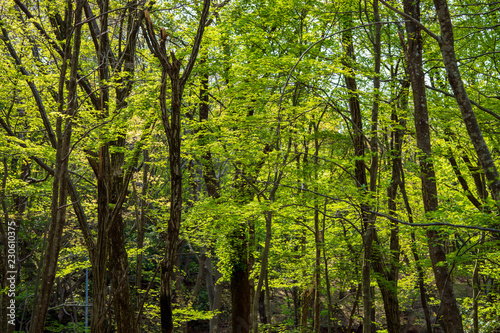 新緑のみずみずしい里山風景 © Nature K Photostudio