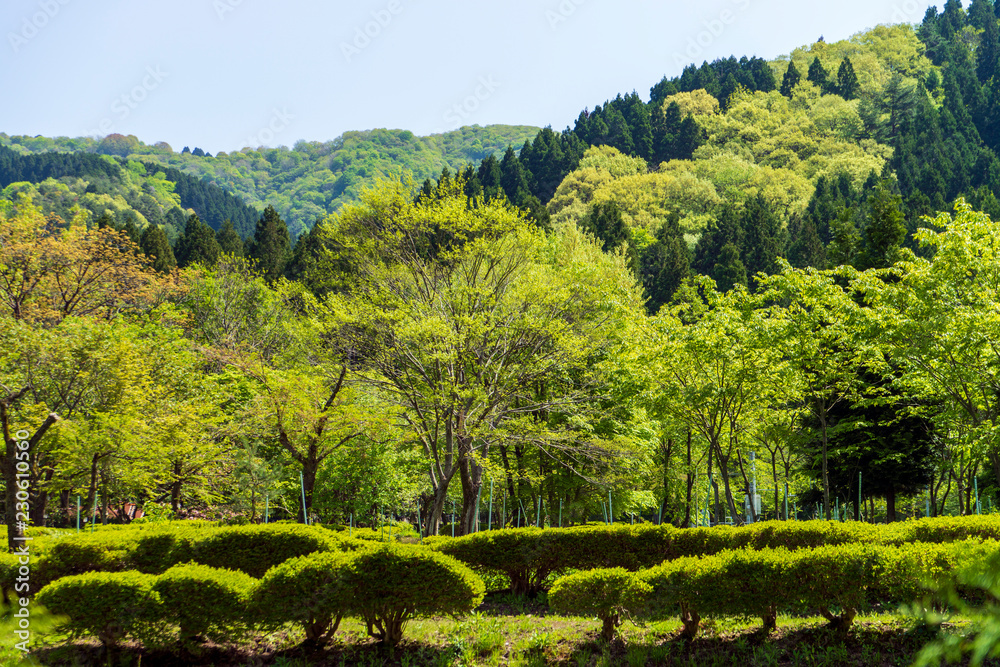 新緑のみずみずしい里山風景 新緑のみずみずしい里山風景