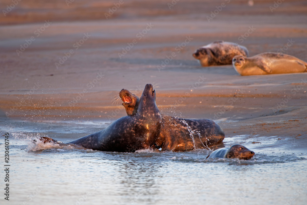 Fototapeta premium Combat de phoques