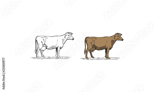Cow hand drawn illustration for logo