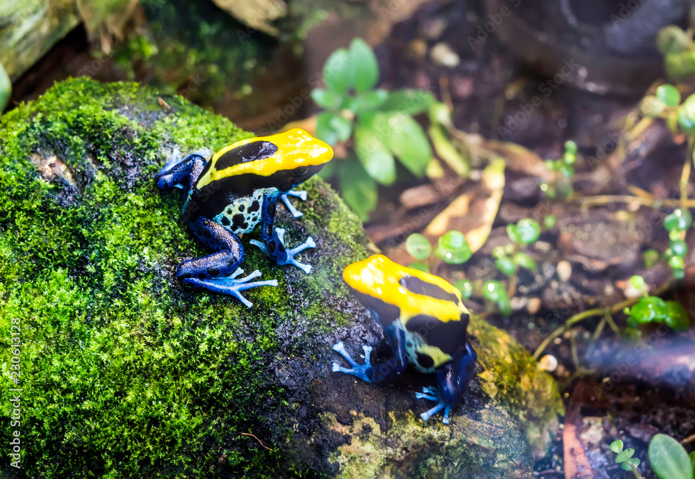 Dyeing Poison Dart Frog