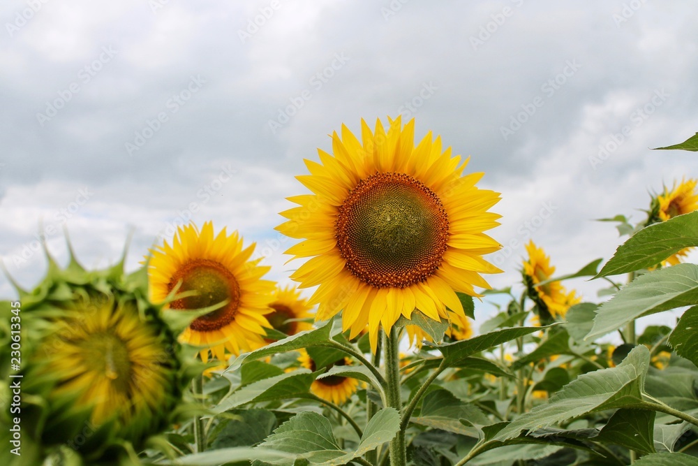 field of sunflowers and blue sky with clouds field of sunflowers and blue sky with clouds