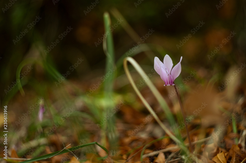 Wild Cyclamen growing in Kotor mountains Montenegro 2018 Wild Cyclamen growing in Kotor mountains Montenegro 2018