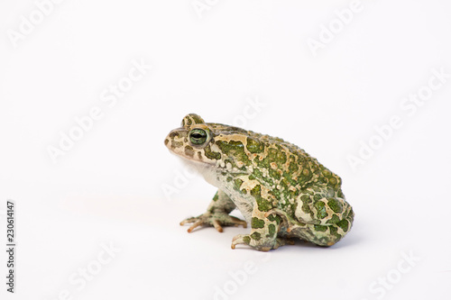 Bufotes viridis (European Green Toad, Green Toad) photo