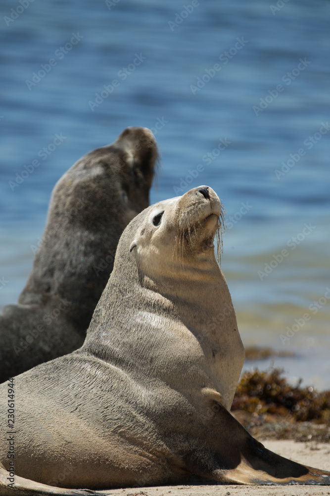 Obraz premium Sea Lions