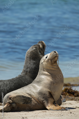 Sea lions © Alejandro
