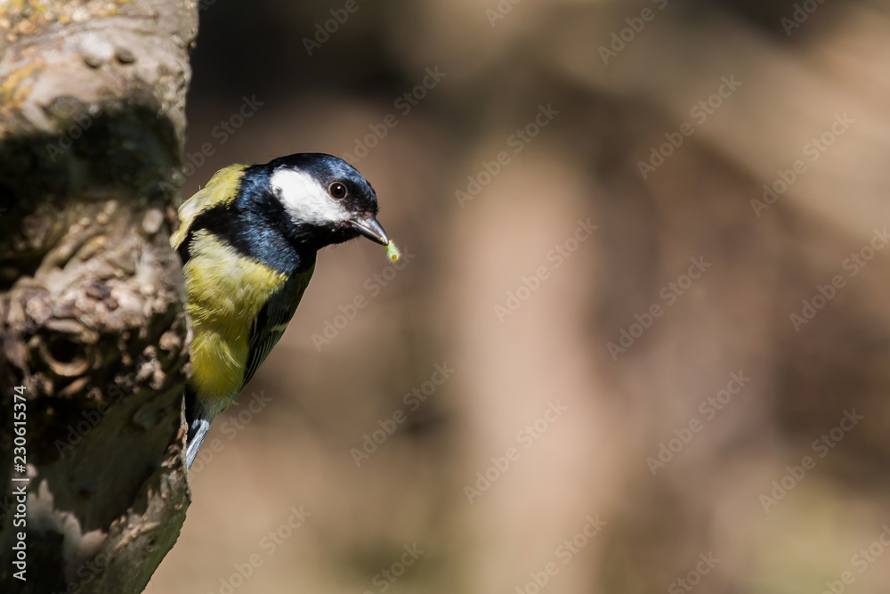 Fototapeta premium Kohlmeise