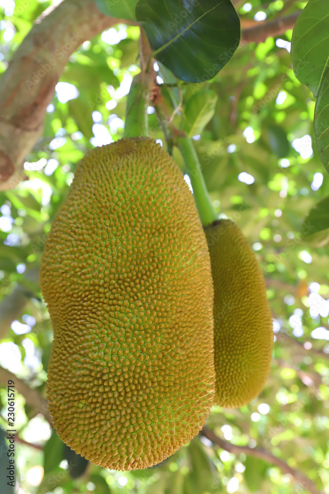 Fresh green Jackfruit ( Artocarpus heterophyllus ) hanging on brunch tree in the garden. Fresh green Jackfruit ( Artocarpus heterophyllus ) hanging on brunch tree in the garden.