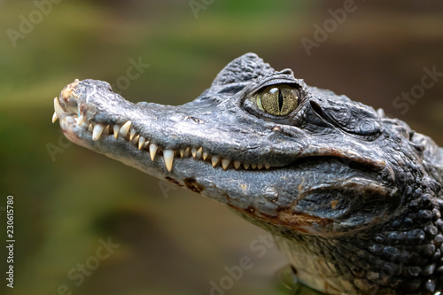 Spectacled caiman portrait