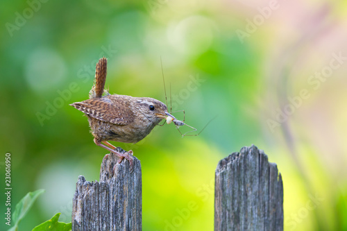 Zaunkönig (Troglodytes troglodytes) Altvogel mit Spinne im Schnabel sitzt auf Gartenzaun, photo