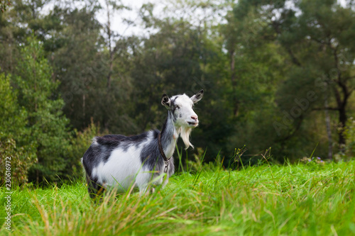 Portrait of black and white adult goat grazing on green summer meadow field at village countryside