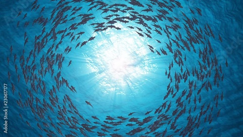 School Of Fish.Sharks swim in a circle.