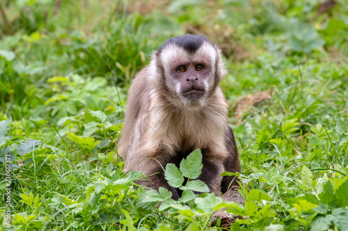 Tufted capuchin monkey portrait