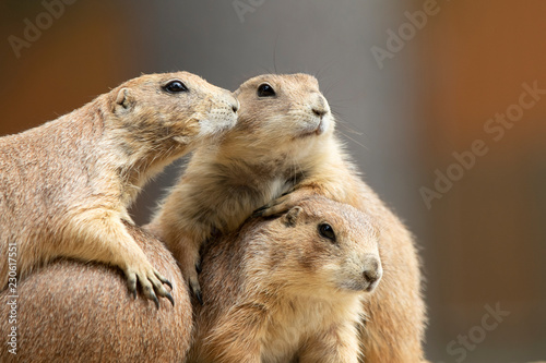 Black-tailed Prairie Dog in Theodore Roosevelt National Park North Dakota USA