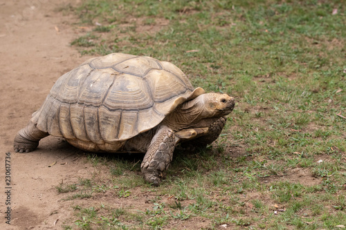 Large Tortoise walking