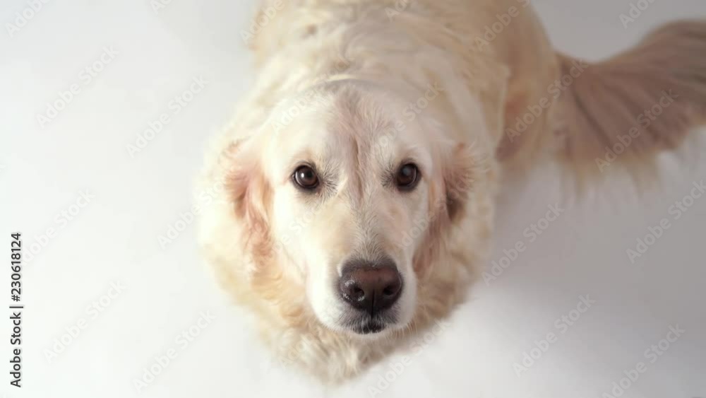 cute dog - portrait of a beautiful golden retriever on white background cute dog - portrait of a beautiful golden retriever on white background