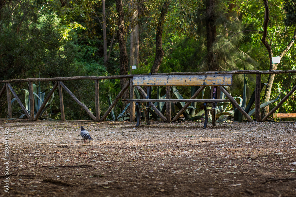 outdoor environment wooden bench in park outdoor environment wooden bench in park