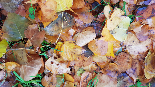 Autumn leafs on the ground