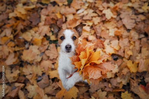 dog holds autumn leaves in its paws. Autumn mood. Pet in the park on the nature. Happy Jack Russell Terrier