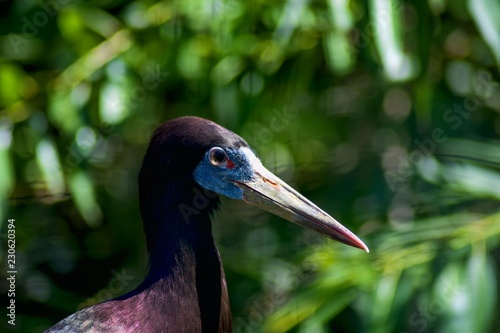 Profile of bird head Stork simbil. photo