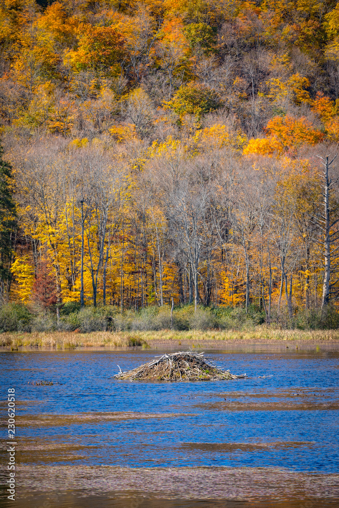 Beaver dam and Falls beautiful Colourful trees of the Gatineau Hills.