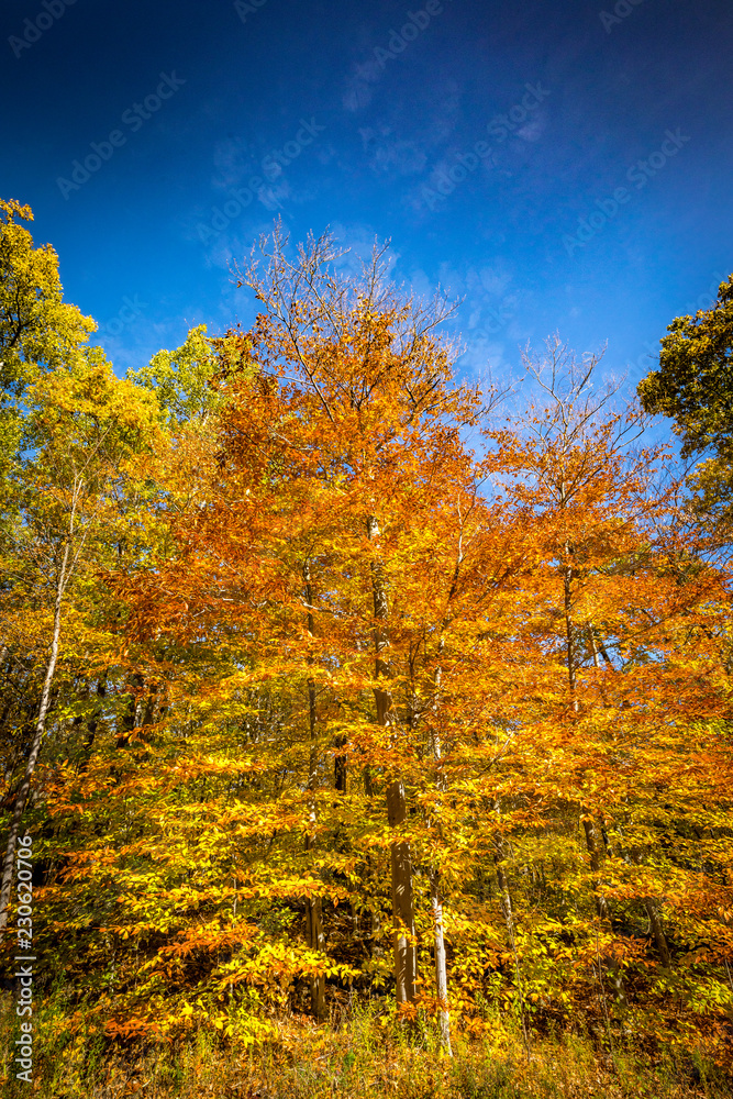 Fototapeta premium Falls beautiful Colourful trees of the Gatineau Hills.