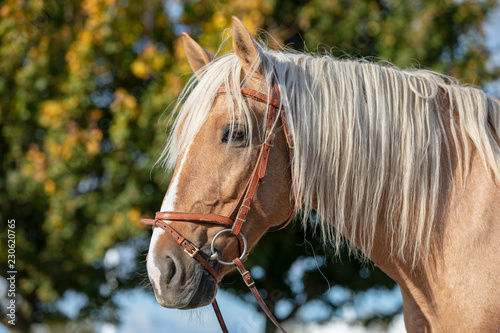 Fototapeta Naklejka Na Ścianę i Meble -  Andalusian horse portrait