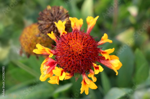 Common gaillardia or Gaillardia aristata or Common blanketflower or Blanketflower or Brown-eyed susan perennial wildflower with yellow to reddish petals and flower head with center full of reddish pur