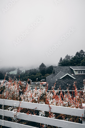 white and orange flowers near the fence, country house and dark forest on the background
