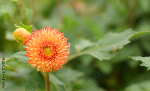 Fototapeta Naklejka Na Ścianę i Meble -  Flower of dahlia in autumn park