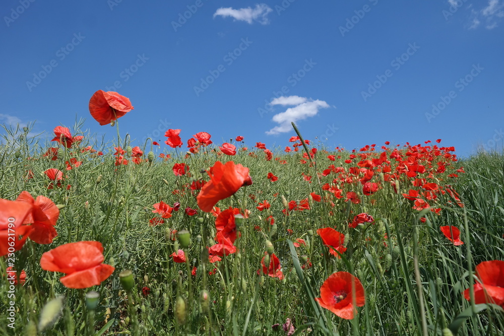 Naklejka premium SAMSUNG CSC