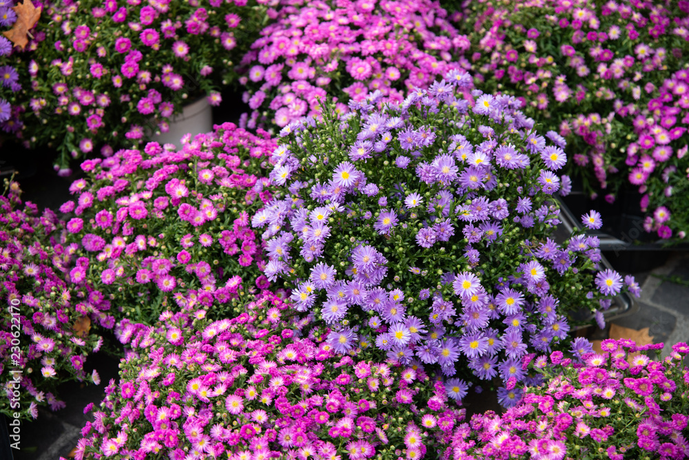 Bouquets of flowers Aster viola Symphyotrichum Specie, Aster peloso, Astero di ghiaccio, Astero peloso Aster, Aster selvatico (Symphyotrichum Pilosum)