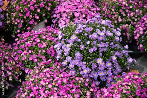 Bouquets of flowers Aster viola Symphyotrichum Specie  Aster peloso  Astero di ghiaccio  Astero peloso Aster  Aster selvatico  Symphyotrichum Pilosum 