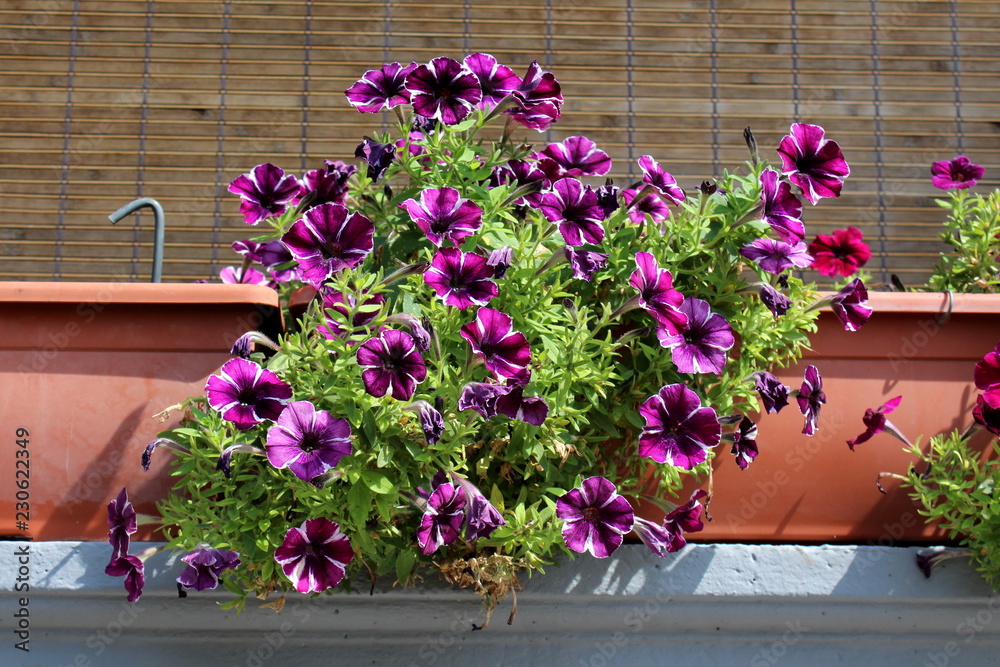 Fototapeta premium Purple with white stripes fully open Petunia flowers surrounded with small green leaves growing from large flower pots on concrete balcony fence on warm sunny day