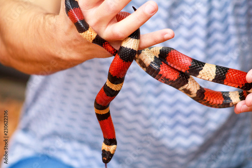 Boy with snakes. Man holds in hands reptile Milk snake Lampropeltis triangulum Arizona kind of snake. Exotic tropical cold-blooded animals, zoo. Pets at home snakes. Poisonous and non poisonous snake. photo