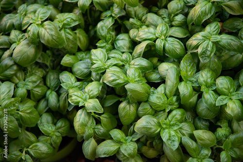 The basil (Ocimum basilicum) is an annual herbaceous plant belonging to the Lamiaceae family. Aromatic plant. it is typically used in Italian cuisine and in Asian cuisines