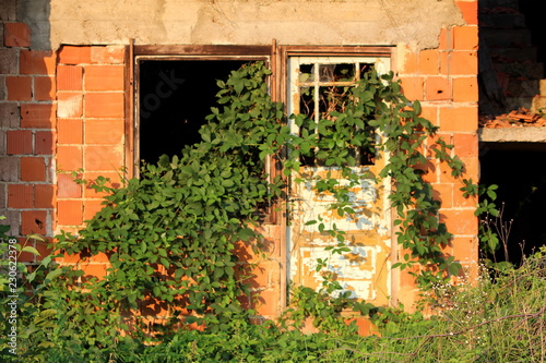 Red brick house abandoned during construction with broken window and destroyed front wooden doors covered with green crawler plant overgrowth on warm summer day