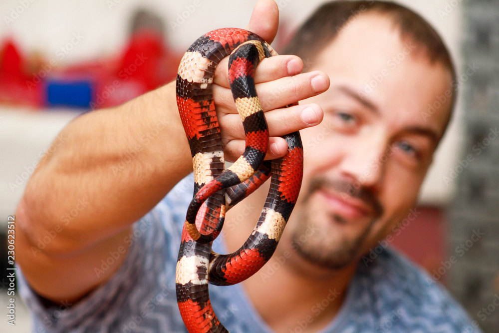 Fototapeta premium Boy with snakes. Man holds in hands reptile Milk snake Lampropeltis triangulum Arizona kind of snake. Exotic tropical cold-blooded animals, zoo. Pets at home snakes. Poisonous and non poisonous snake.
