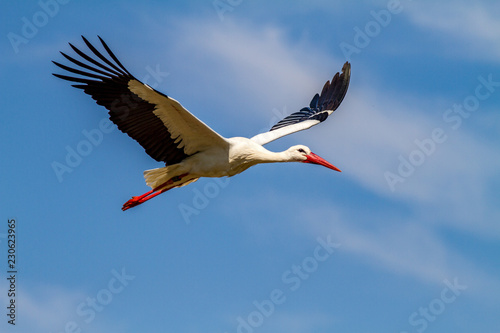 Storch im Flug
