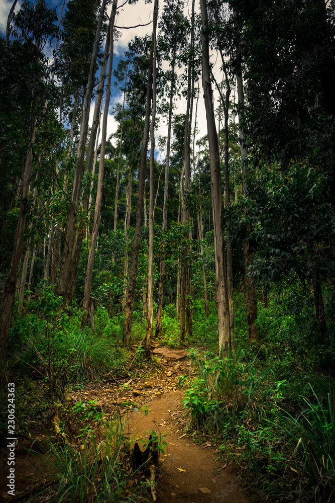 Fototapeta premium path through the woods