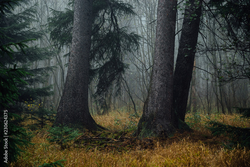 Fototapeta Naklejka Na Ścianę i Meble -  Zwei dicke einsame Baumstämme mitten im dunklen Wald