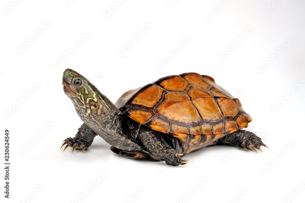 Fototapeta premium Chinesische Dreikielschildkröte (Mauremys reevesii) - chiński żółw błotny