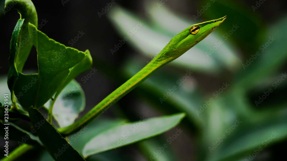 Green snake in the tree,Its green skin of camouflage nature to dodge the enemy to survive. Concept Adaptation to survival in society. Green snake in the tree,Its green skin of camouflage nature to dodge the enemy to survive. Concept Adaptation to survival in society.
