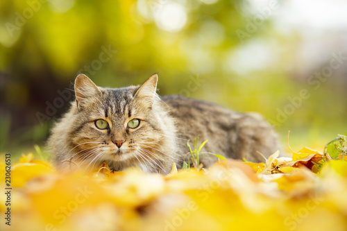 portrait of a beautiful fluffy cat lying on the fallen yellow foliage, pet walking on nature in the autumn