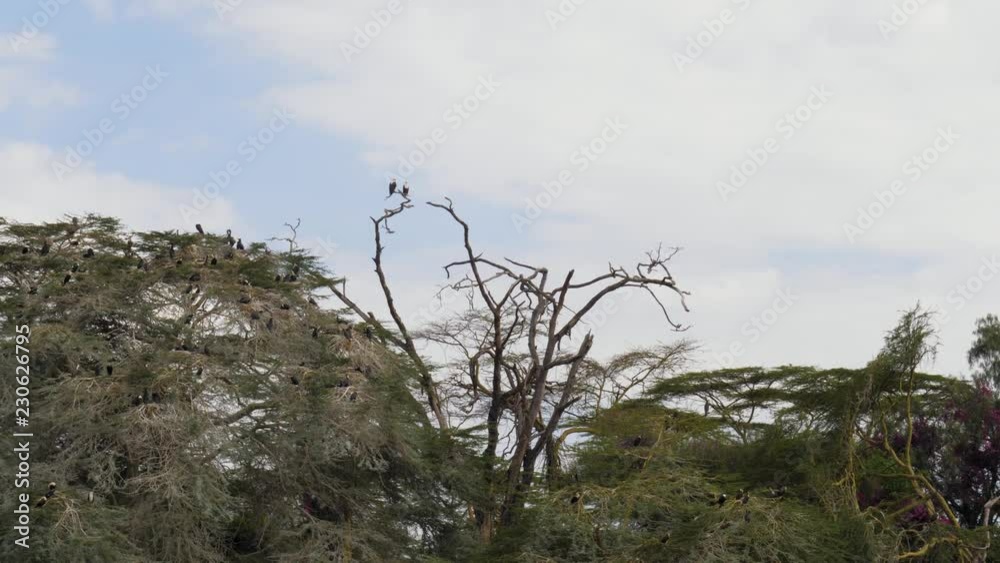 African Birds Big Cormorant And Fish Eagle Nest And Sit On The Acacia Trees African Birds Big Cormorant And Fish Eagle Nest And Sit On The Acacia Trees
