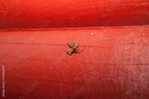 Spider in web with catch at house