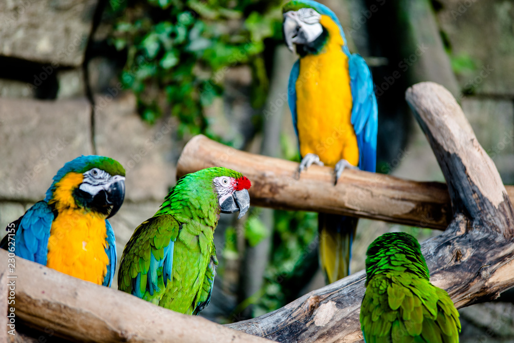 Military Macaw sitting on a branch at the zoo 